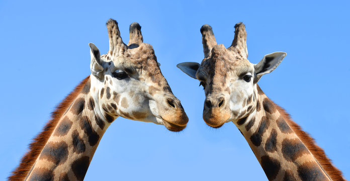 Two giraffes in the background blue sky