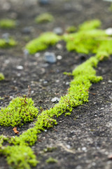 narrow stretch of green moss growing on pavement. micro landscap