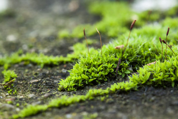 green moss growing on pavement. micro landscape