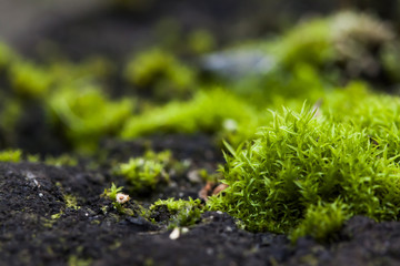 freshly grown moss on stone surface. macro photo from the side