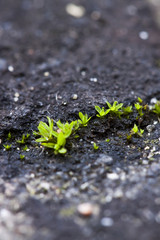 freshly grown moss on stone surface. macro photo from the side