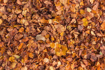 Осенние листья