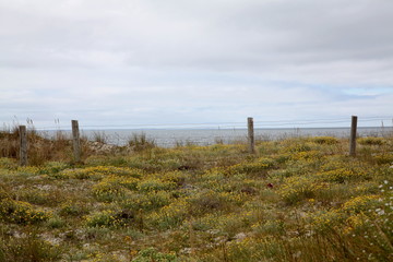 Obraz premium Tapis de fleurs sur la dune.