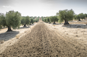 Olive farm