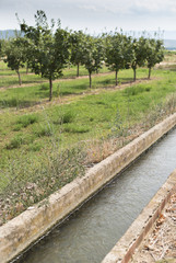 Irrigation canal and fruit trees