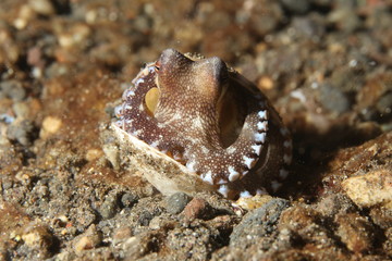 coral life diving Indonesia Sea Ocean