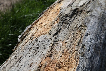 altes Holz
