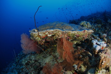 Fototapeta na wymiar coral life diving Indonesia Sea Ocean