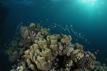 Naklejka na ściany i meble coral life diving Indonesia Sea Ocean