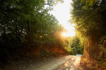 Forest road, bathed in sunset Golden light