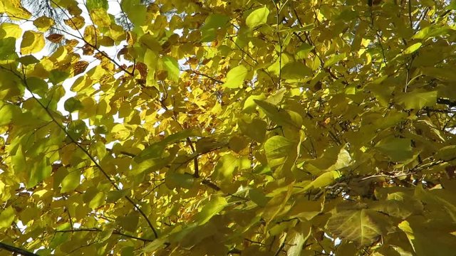 Mapple Tree