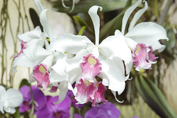 Several pink and white orchids in a greenhouse