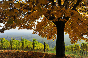 Herbst an der südlichen Weinstraße von Rheinland - Pfalz.  - 125086308