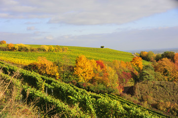 Herbst an der südlichen Weinstraße von Rheinland - Pfalz. 