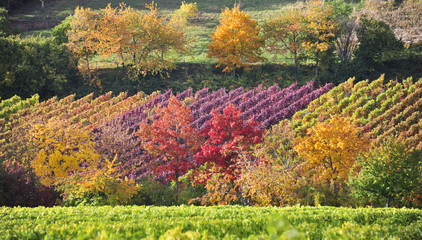 Herbst an der südlichen Weinstraße von Rheinland - Pfalz.  - 125086330
