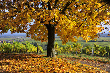 Herbst an der südlichen Weinstraße von Rheinland - Pfalz. 