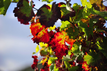 Herbst an der südlichen Weinstraße von Rheinland - Pfalz. 