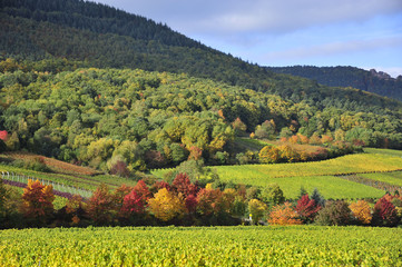 Herbst an der südlichen Weinstraße von Rheinland - Pfalz.  - 125086366