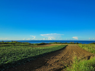 沖縄県 今帰仁村 古宇利島