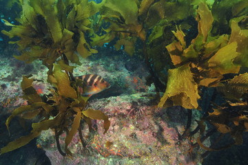 Red moki Cheilodactylus spectabilis hiding behind fronds of brown kelp Ecklonia radiata growing on rocky reef.