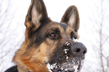 Dog german shepherd in a winter day