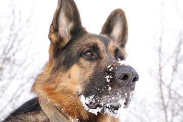 Dog german shepherd in a winter day