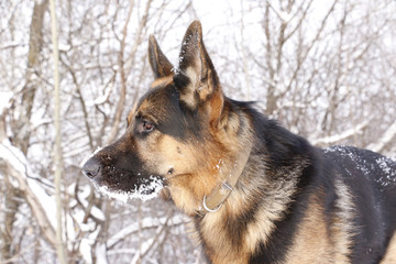 Dog german shepherd in a winter day