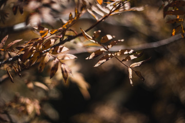 rowanberry with red leaves