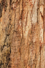 Texture of umber brown tree, background