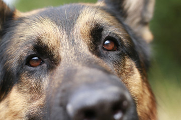Brown attentive eyes of a dog