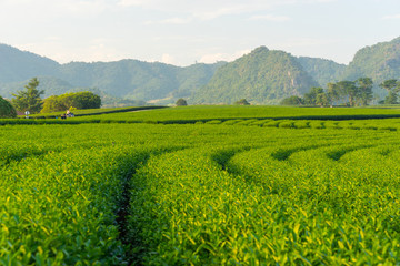 Fototapeta na wymiar Green tea farm curve and mountain, Chiang Rai