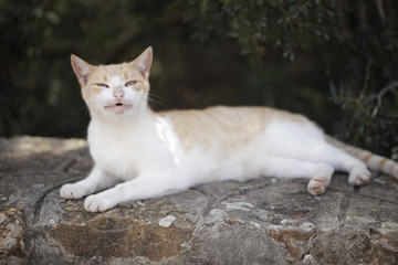 Naklejka na ściany i meble funny red and white kitty yawns in a garden