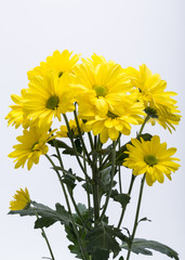 Close up of the yellow chrysanthemum flowers