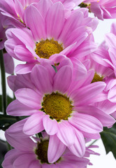 Close up of the pink chrysanthemum flowers