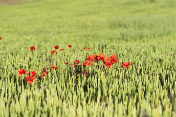 Poppies in a cereal field