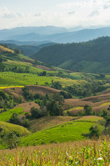 Rice field in Mae Jam, Chiang Mai province