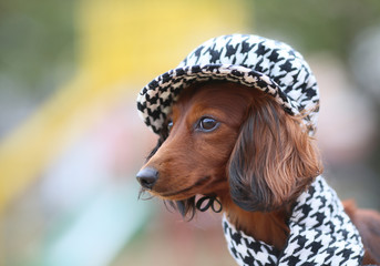 帽子をかぶったおしゃれなダックスフンド