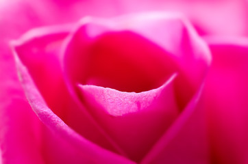 rose macro