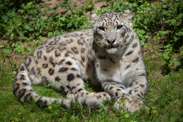 Naklejka na ściany i meble Snow leopard (Panthera uncia).