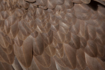 Griffon vulture (Gyps fulvus). Plumage texture