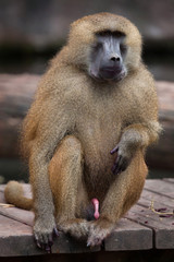 Guinea baboon (Papio papio).