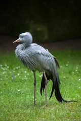 Fototapeta premium Blue crane (Grus paradisea).