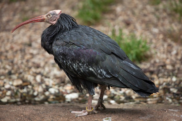 Northern bald ibis (Geronticus eremita).
