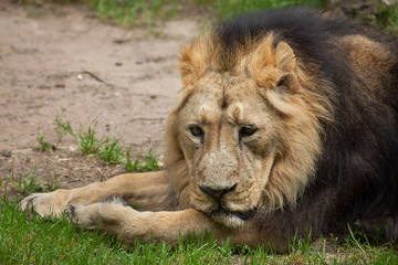 Asiatic lion (Panthera leo persica).