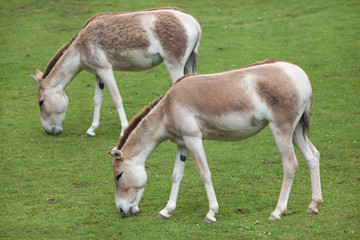 Turkmenian kulan (Equus hemionus kulan).