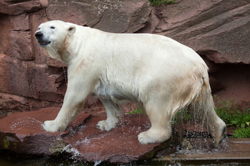Polar bear (Ursus maritimus).
