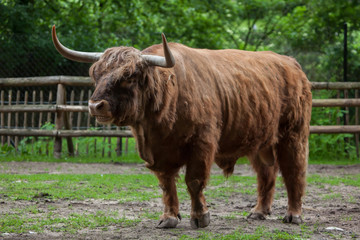 Scottish highland cattle (Bos primigenius taurus).