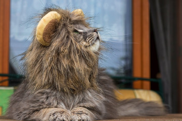 Grey long-haired cat wearing a lion costume