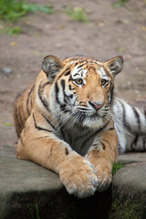 Fototapeta na wymiar Siberian tiger (Panthera tigris altaica).