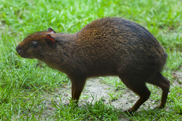 Central American agouti (Dasyprocta punctata)